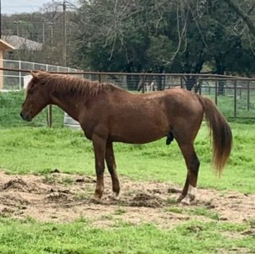 Sorrel Stallion