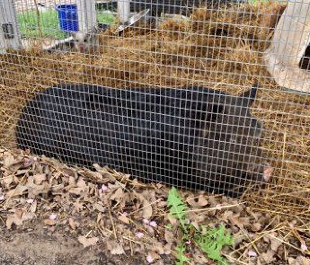Female Pot Belly Pig with 6 Babies