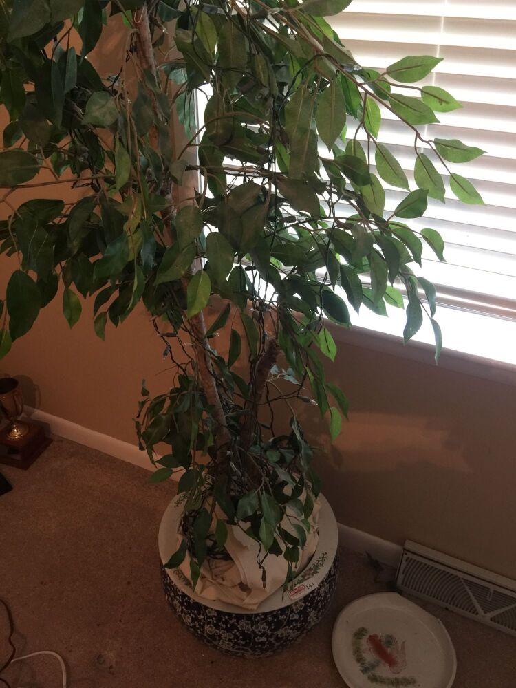 Artificial Plant; includes Oriental Stand, Bottom of pot is broken