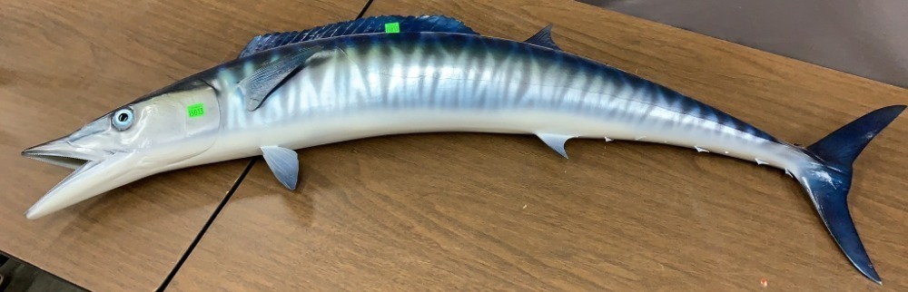 Wahoo Fish Mount ? 46" Long image
