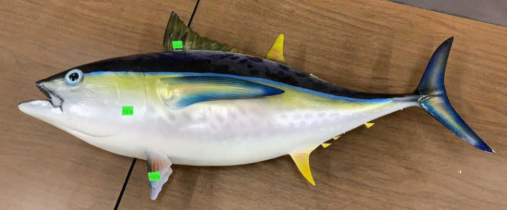 Yellow Fin Tuna Fish Wall Mount 35.5" Long image