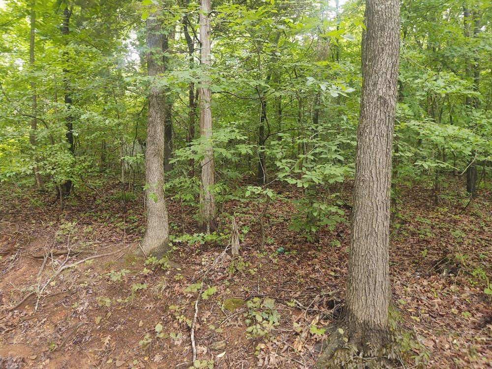 0.5 AcreÂ± Wooded Lot In Elk Estates (walking distance of Elk River)