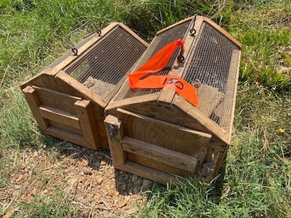 Chicken Carriers (two)