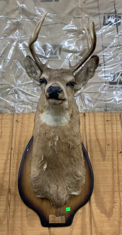 Deer Mount Approx 33" Long
