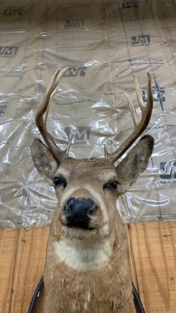 Deer Mount Approx 33" Long