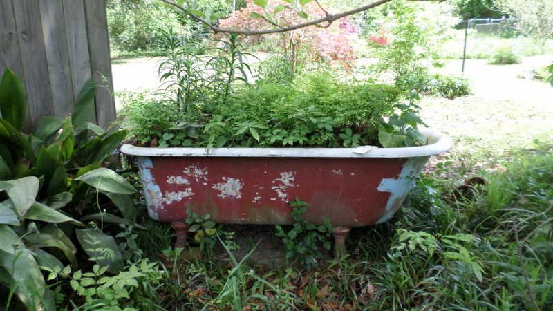 claw foot tub & plants inside