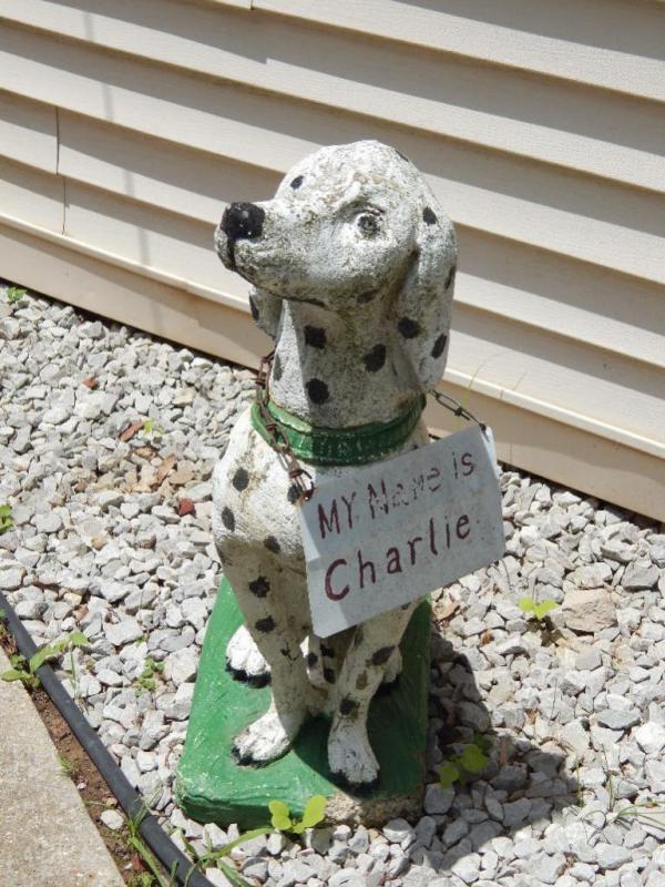 Concrete Dog