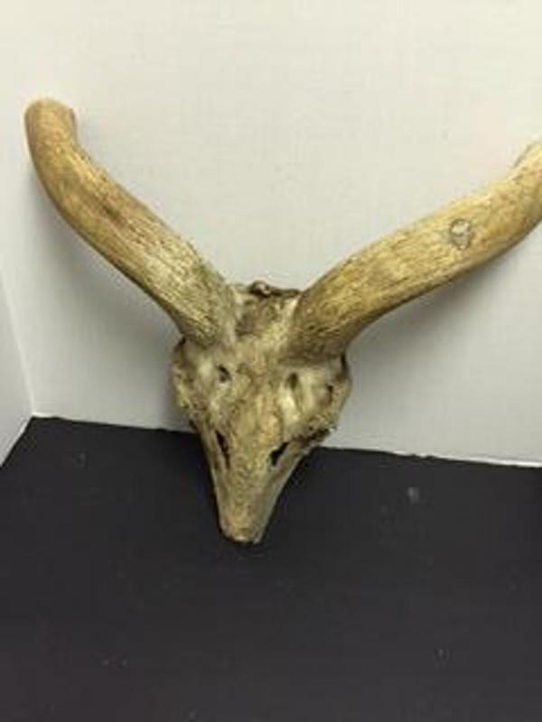 Animal skull head with antlers (possible deer)