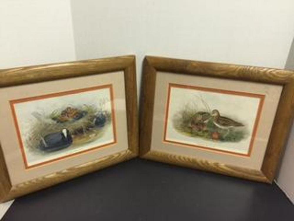 2 Framed & Matted Pictures by Jon Gould, 1804-1881