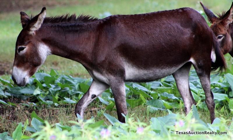 Jenny Donkey