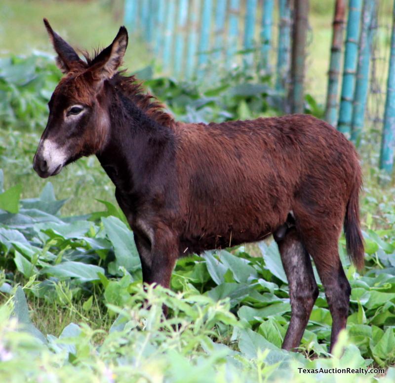 Jack Donkey No.1