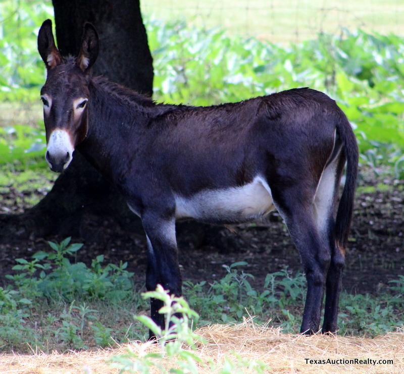 Jack Donkey No. 2