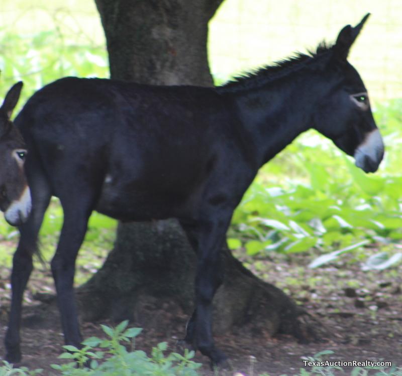 Jack Donkey No. 3