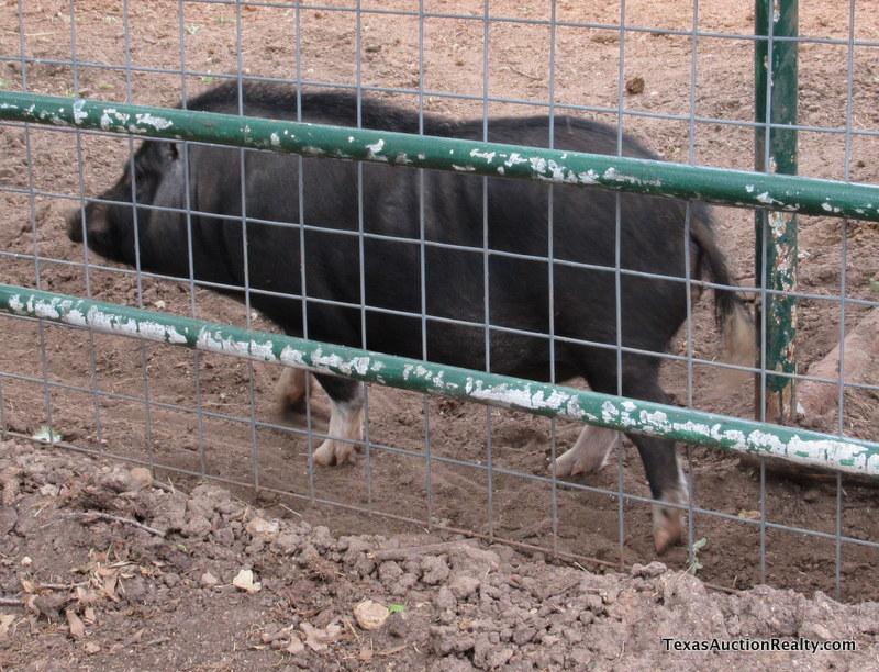 Pot Belly Pig - Neutered Male