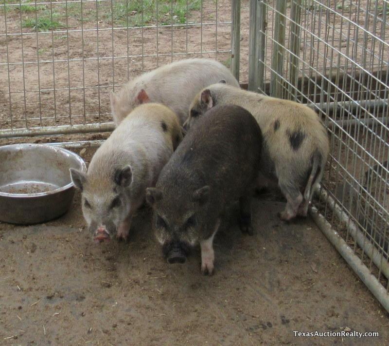 Pot Belly Pig - Neutered Male (Take 1 or as many as you want for this price)