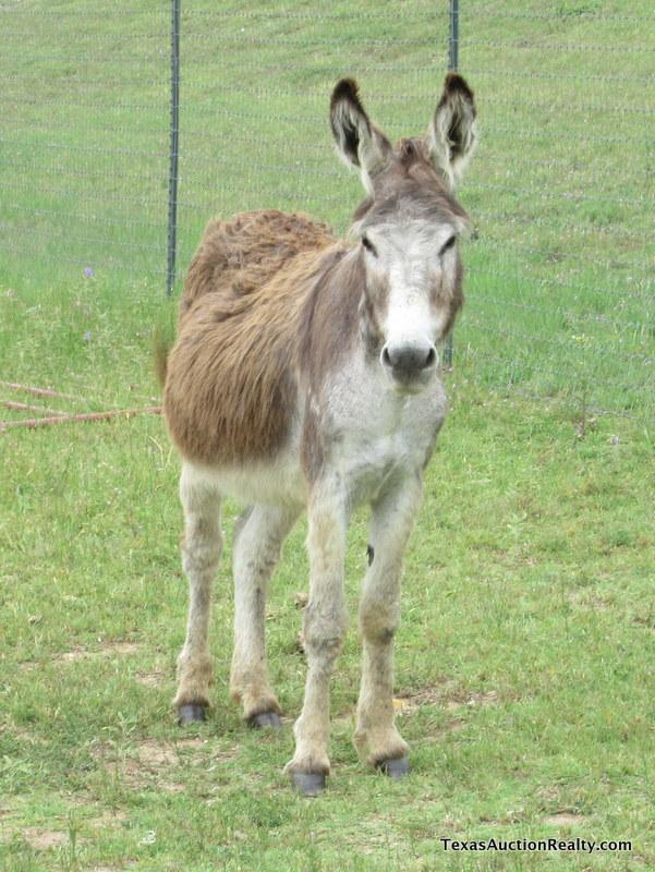 Jack Donkey