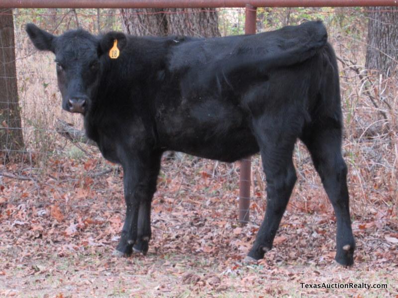 Black Heifer