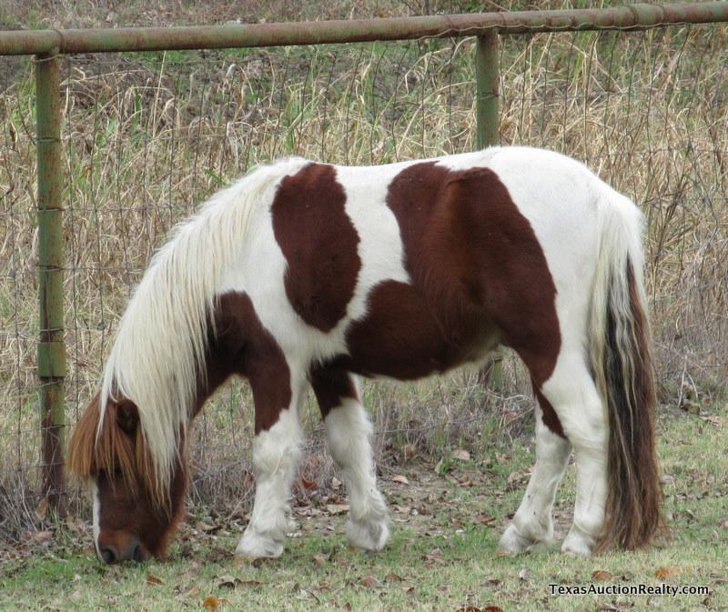 Stud Pony