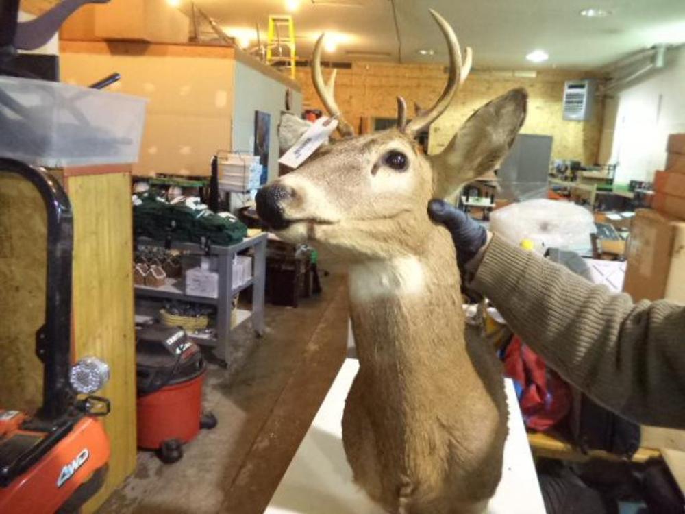 6-Point Deer Head